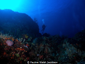 Diver at French Cap Island, U.S. Virgin Islands by Pauline Walsh Jacobson 